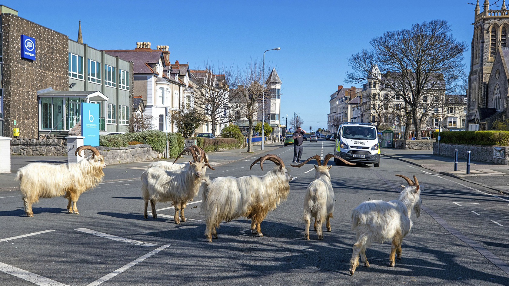 Watch: Wild Mountain Goats Take Over A Town Under Lockdown In The UK