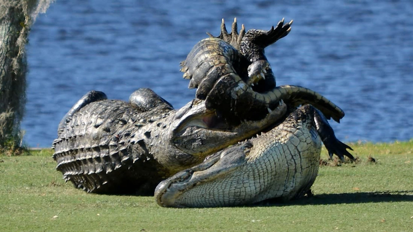 Watch Two Alligators Get Into Huge Fight On Golf Course Lifewithoutandy 8652