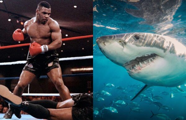 Mike Tyson Set To Face Off Against A Great White Shark | lifewithoutandy