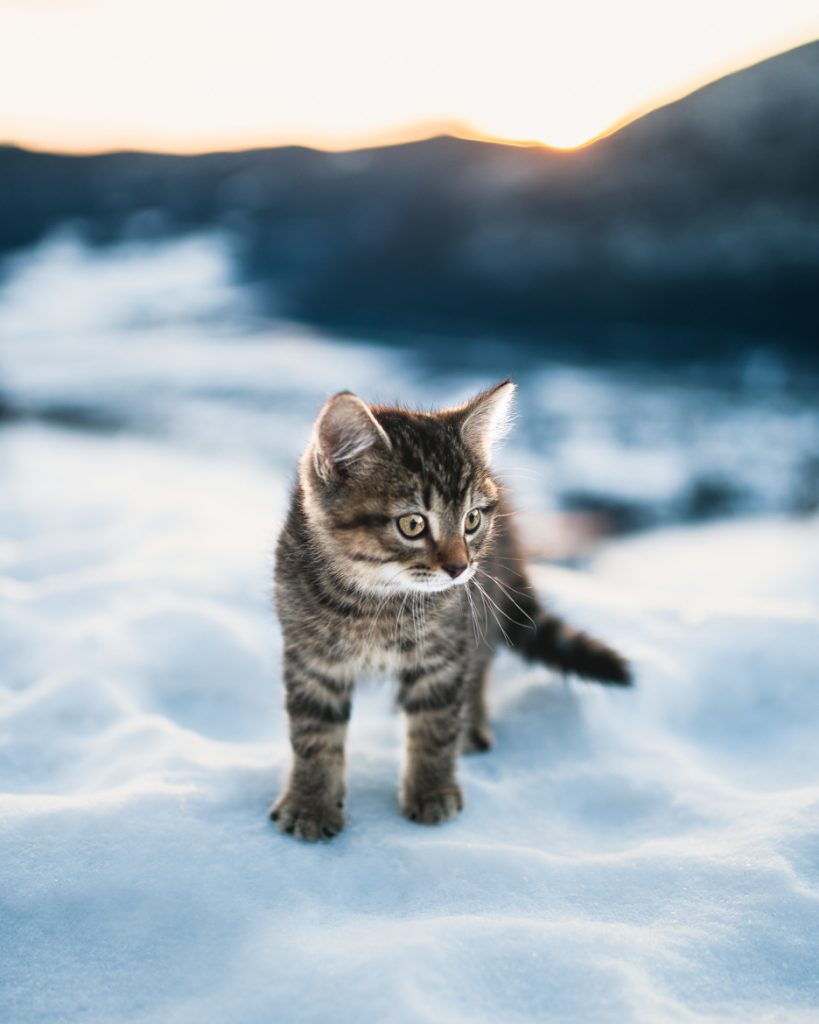12. Winter cat Norway