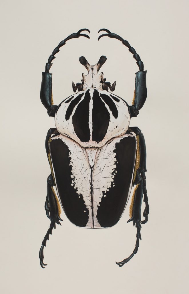 Thomas-Jackson---Entomology_Goliathus-Albosignatus_660x985