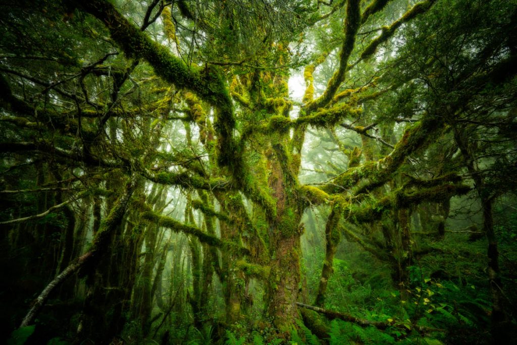 Fiordland_Tree-7