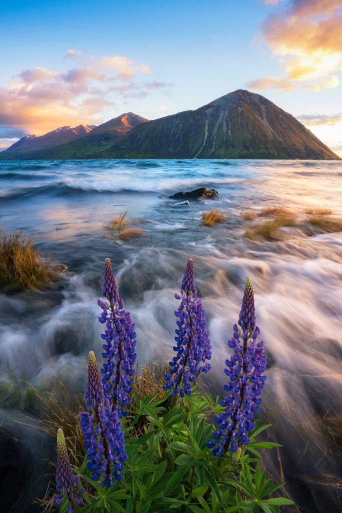 Lake_Ohau_Sunrise_Lupins_NZ-12