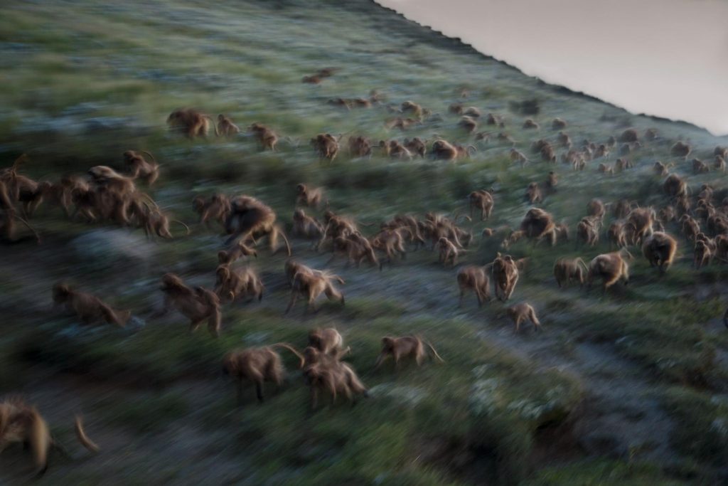 03-best-17-gelada-baboons-monkeys-guassa-ethiopia-evening-running-cliffs.adapt.1900.1