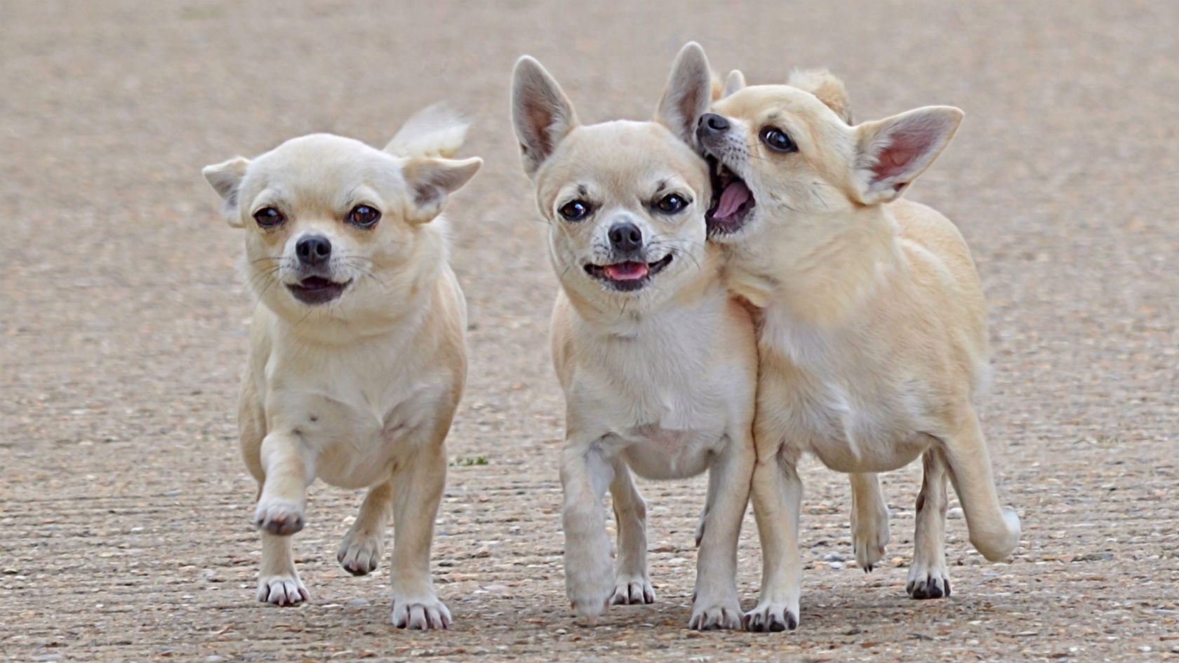 Watch This Glorious Video Of A Chihuahua Leading A Police Chase In
