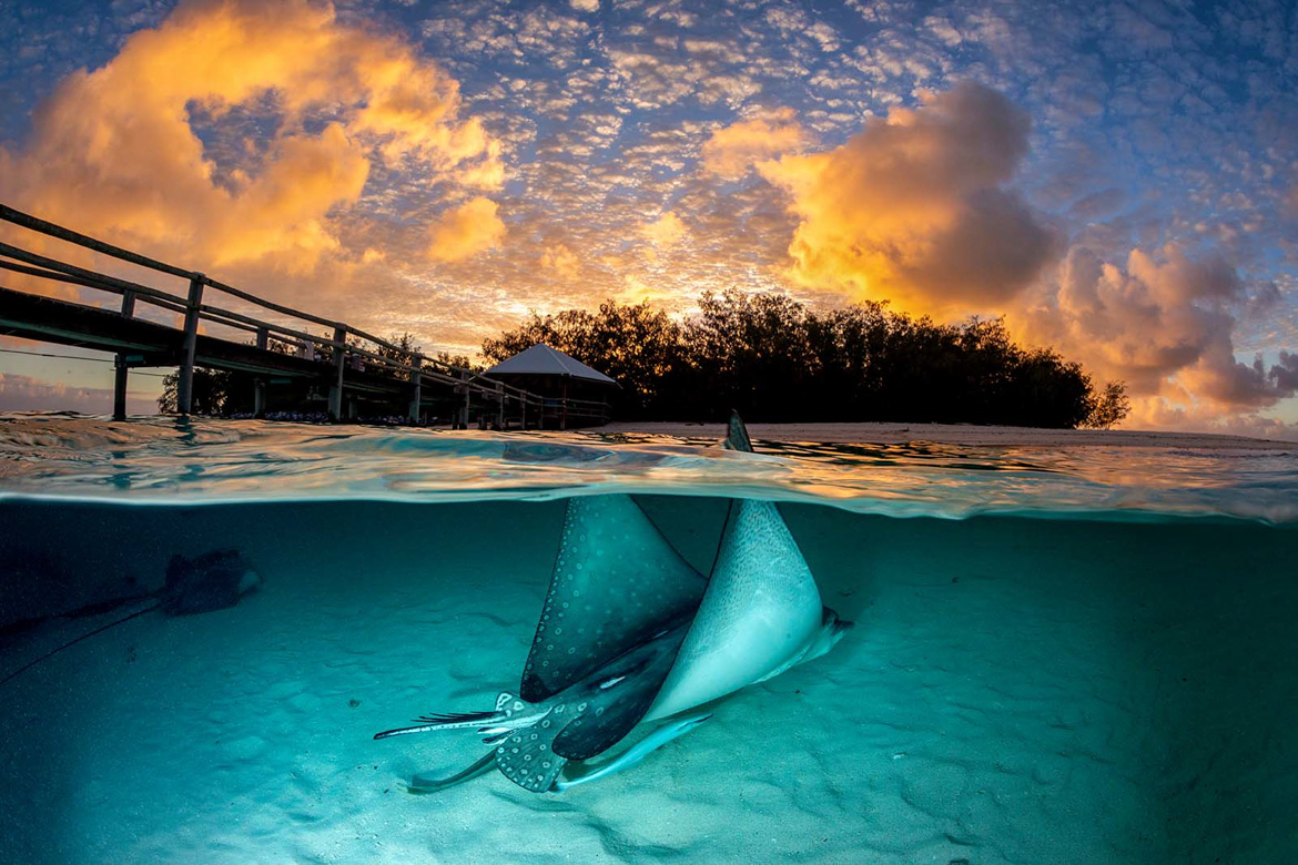 Summer Sun  Hyams Beach - Jordan Robins Photography