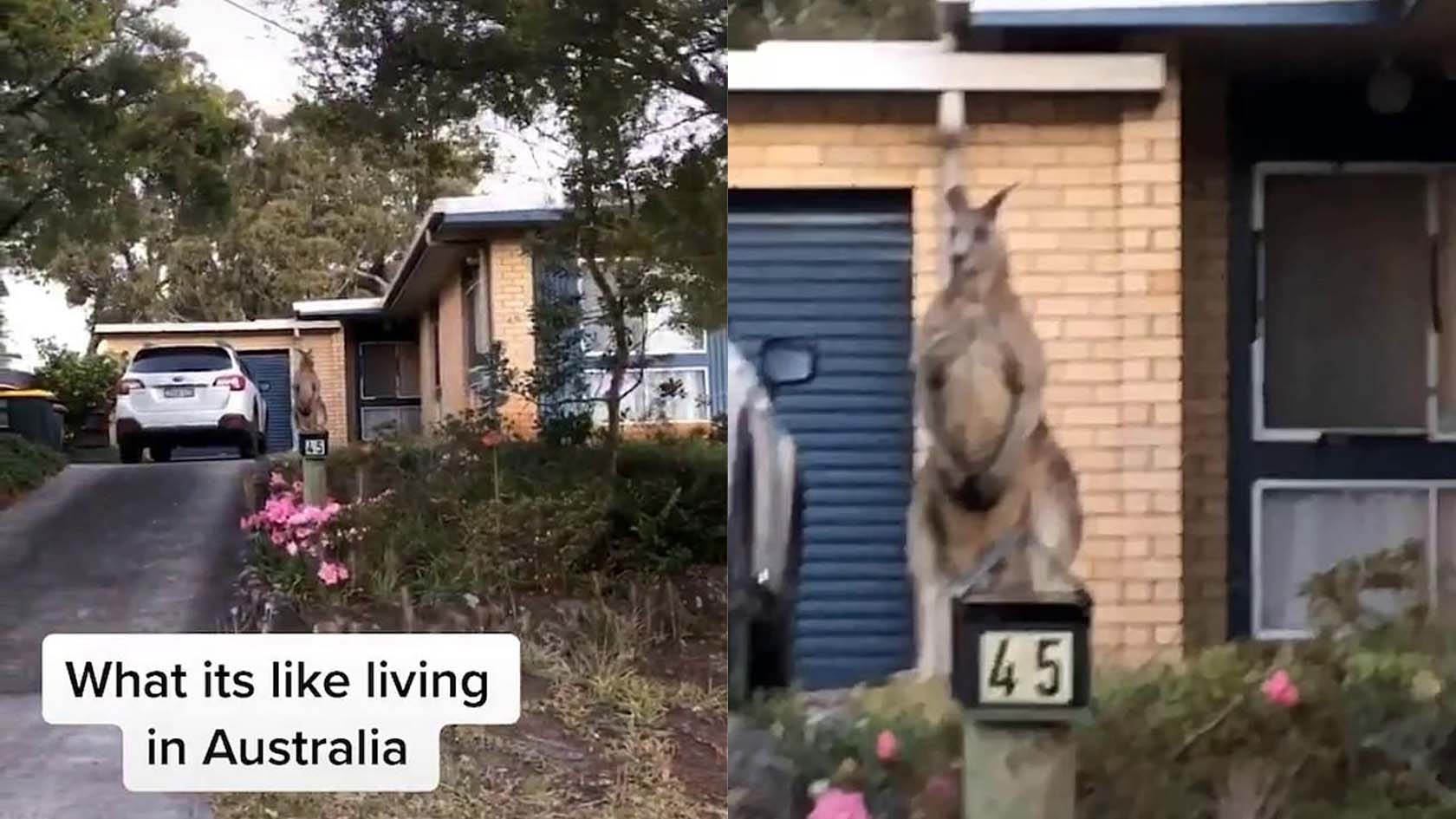 Watch: Jervis Bay Kangaroo Acts As Bouncer For Family Home ...