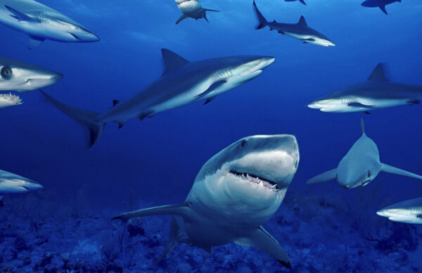 Watch: Dozens Of Sharks Spotted Lurking Near The Shore Of NSW Beach ...