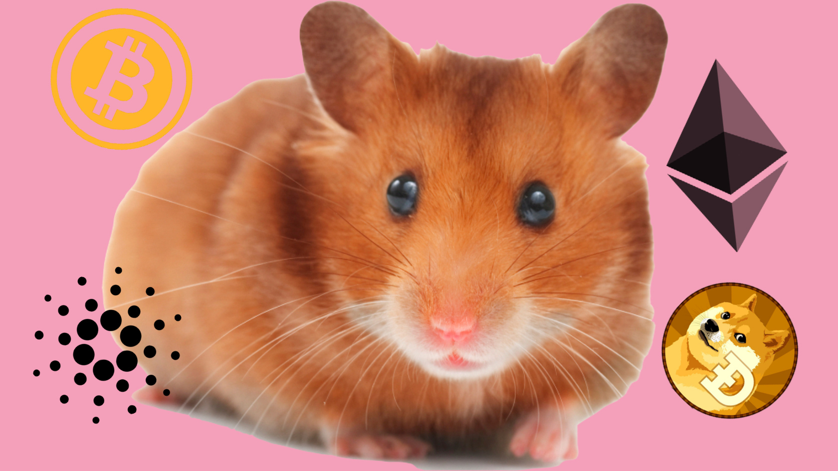 crypto hamsters