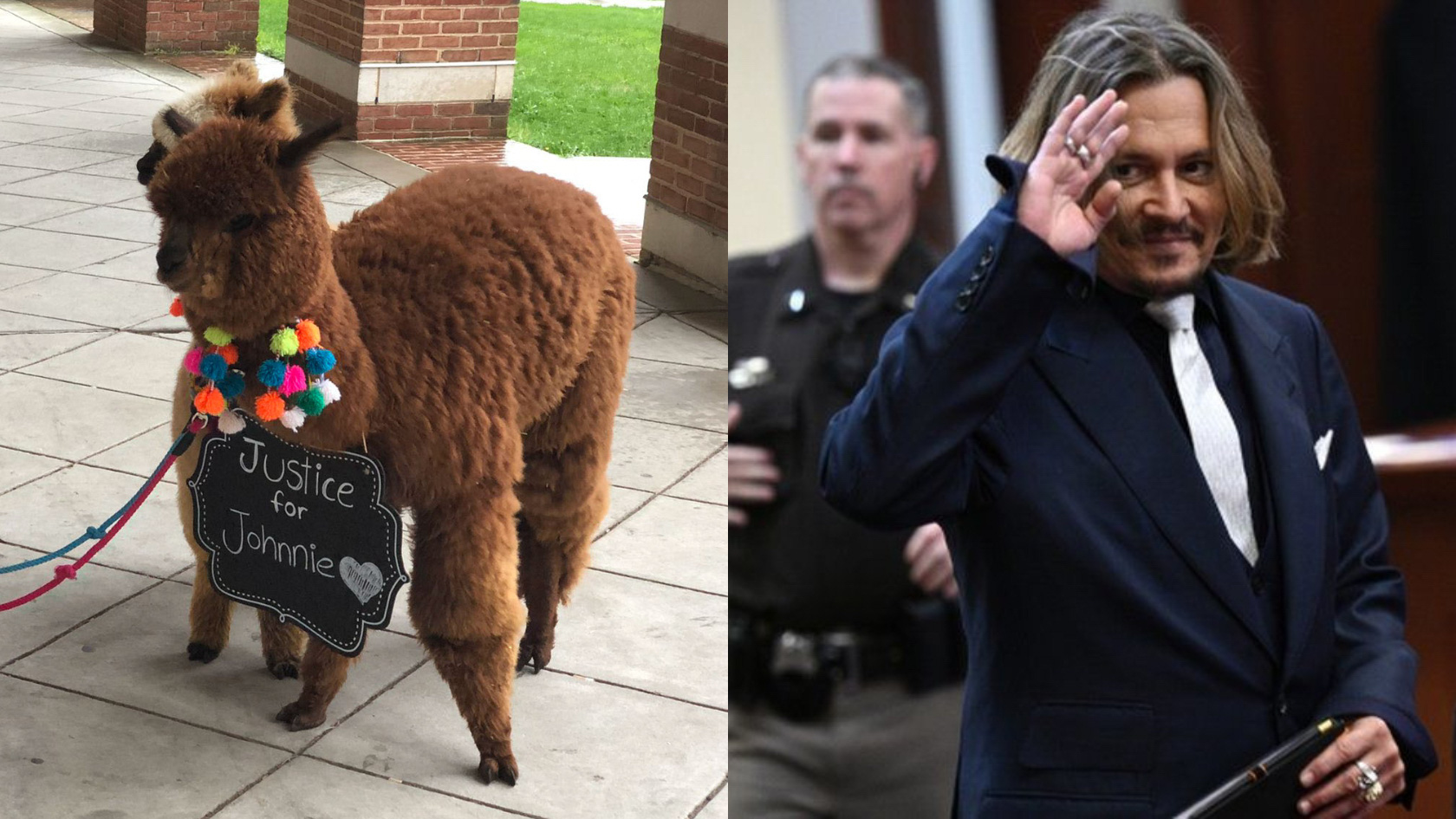 Someone Brought Two Alpacas To Johnny Depp Trial To Offer 'Emotional