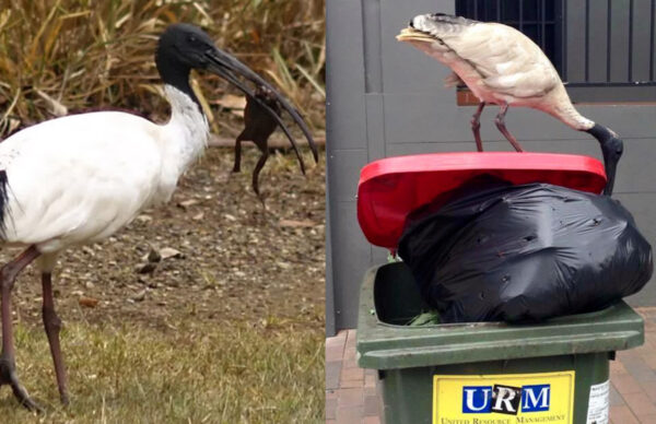 Bin Chickens Might Be In For A Redemption Arc Following Discovery Of Their Unexpected Skill 3175