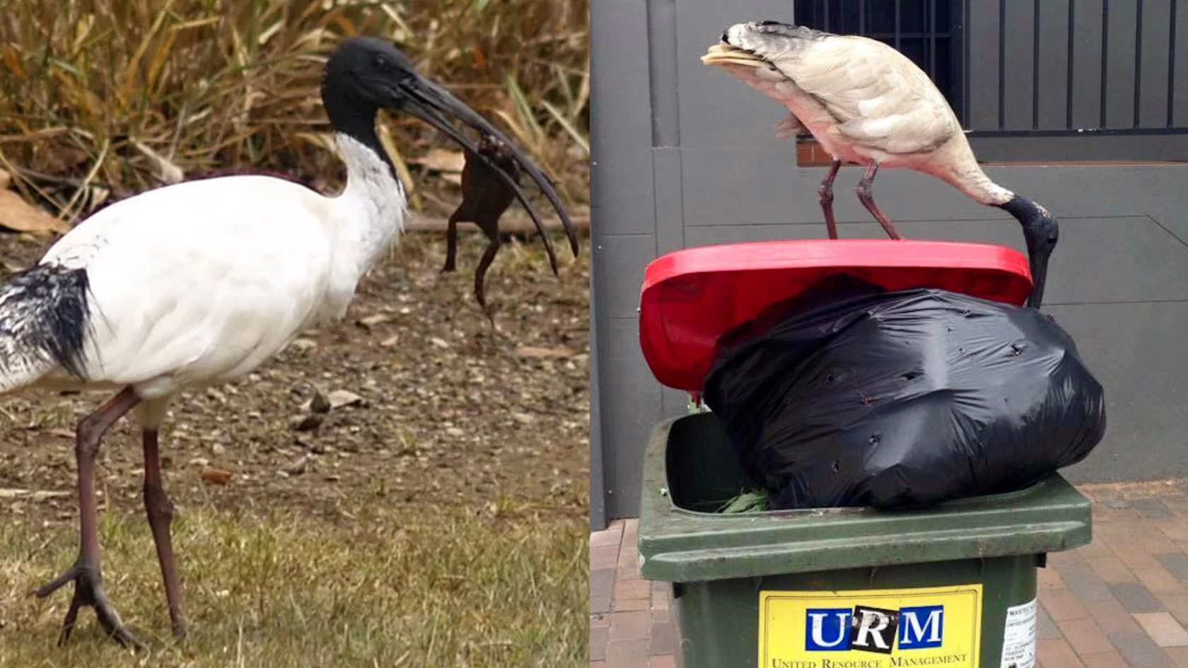 Bin Chickens Might Be In For A Redemption Arc Following Discovery Of