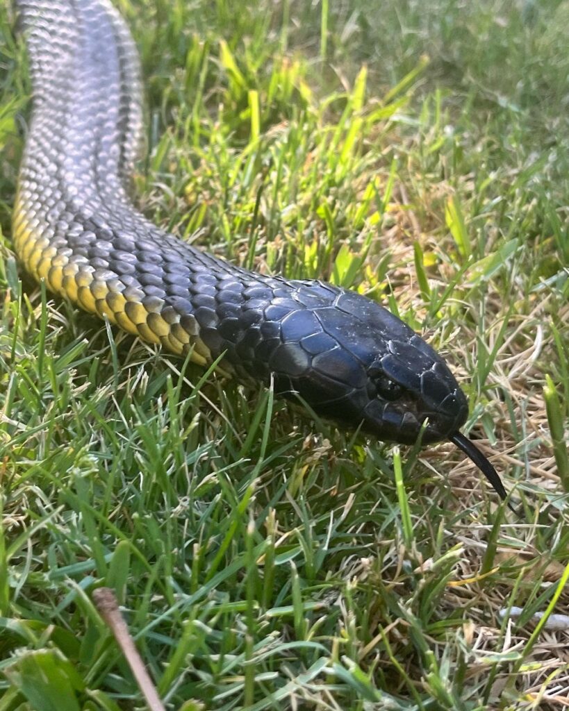 An Island Off Tasmania Has Been Taken Over By Mutant Snakes ...